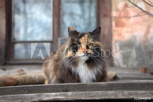 Picture of Tricolor cat